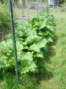 Our Rhubarb Bounty 2014