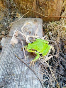 Green Frog