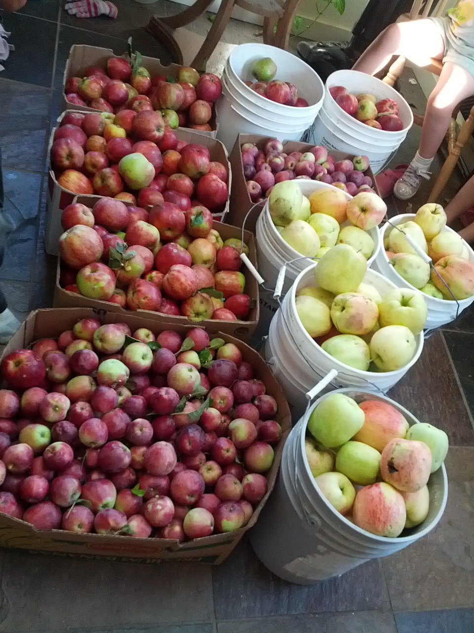 Apples, Apples, and more Apples