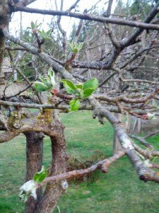 Apple tree leaves