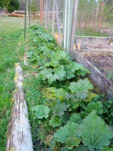 rhubarb early spring