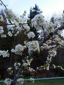 fruit tree blooms