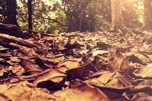 Is this really JUST a picture of dead rotting leaves? Or something beautiful...?