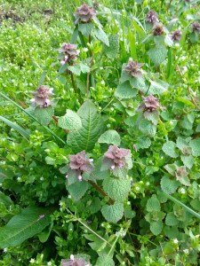 Chickweed and purple deadnettle