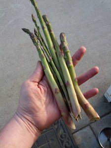 Asparagus