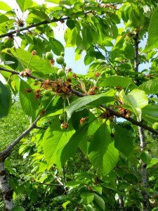 Cherry tree fruit