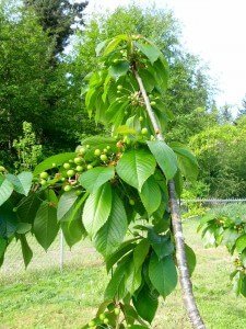 Cherry Tree