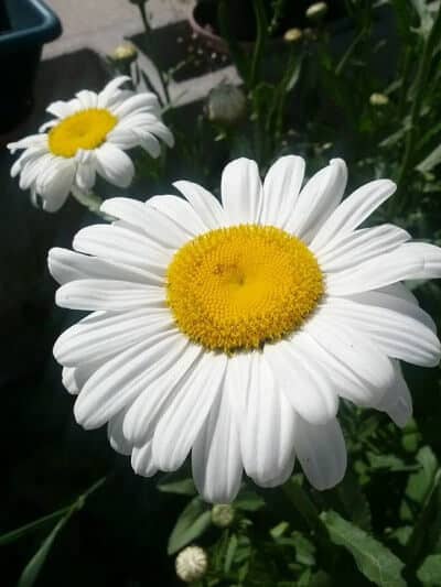 Daisies