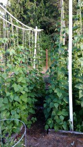 sagging trellis