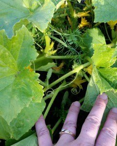 Baby cucumbers in garden