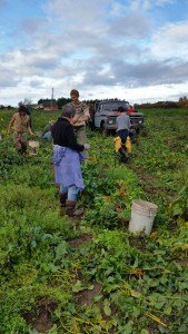 Gleaning /Work Exchange