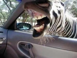 Zebra mouth opening