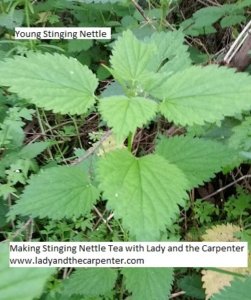 Young Stinging Nettle