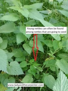 Finding Young Stinging Nettles for Harvest