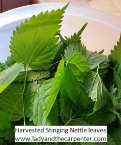 Harvested Stinging Nettles