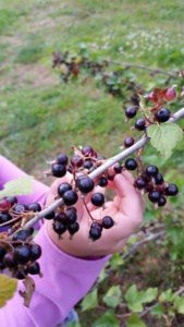 Picking currants