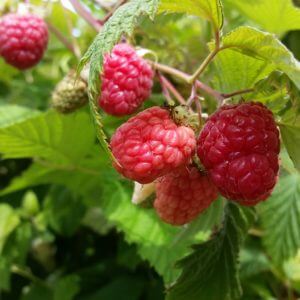 Raspberries