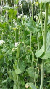 Baby Peas growing