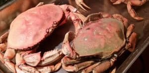 Crabs and mallet